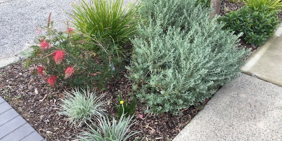 Wood Chip Gardens As Lawn Replacements