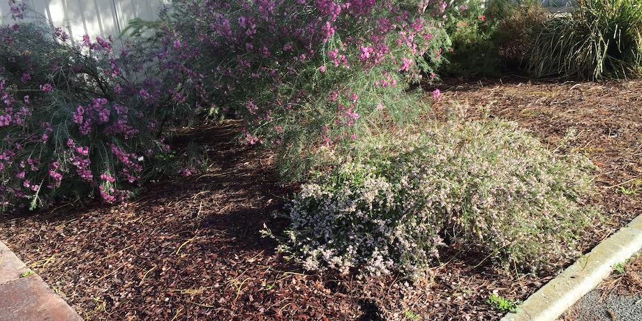 Woodchip Native Gardens