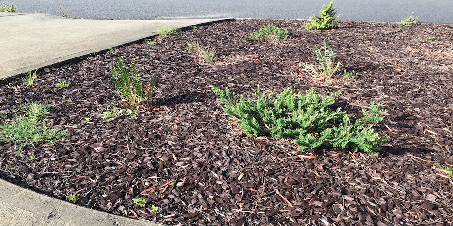 Woodchip Native Gardens