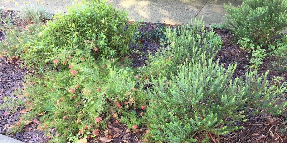 Woodchip Native Gardens