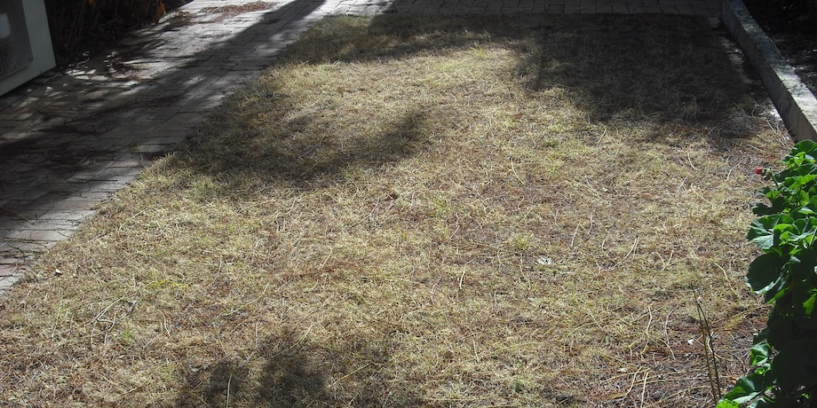 Killing An Old Lawn Before Replacing It