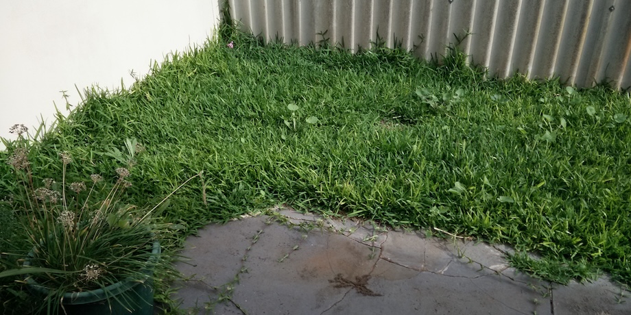 Treat Lawn Problems