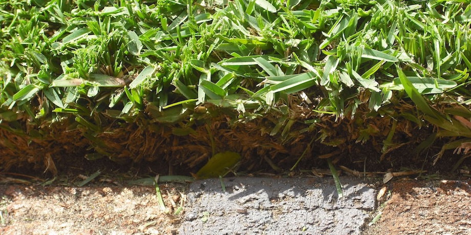 Lawn Thatch