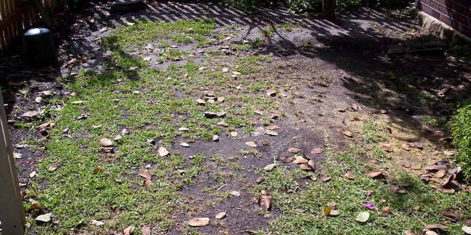 Shade: The Destroyer Of Lawns