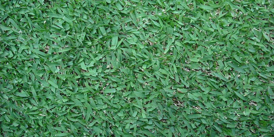 Zoysia Lawn