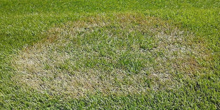 Brown Patch Lawn Disease