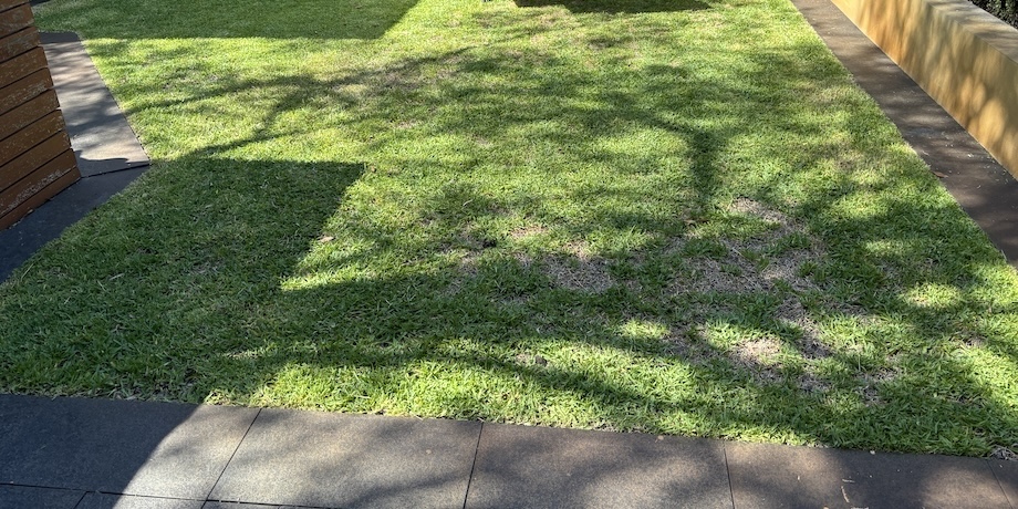 Mild Infestation Of Disease In Sir Walter Lawn Mild Infestation Of Disease In Sir Walter Lawn