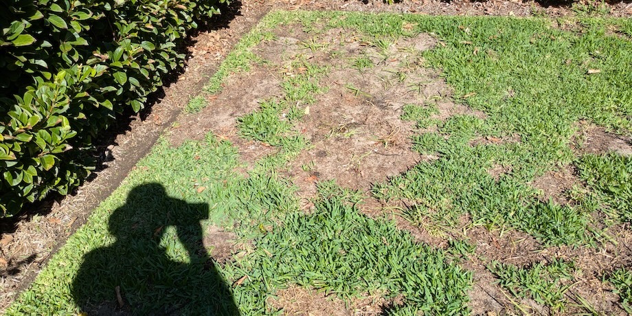 Lawn Disease Overtaking Sir Walter Buffalo Lawn Lawn Disease Overtaking Sir Walter Buffalo Lawn
