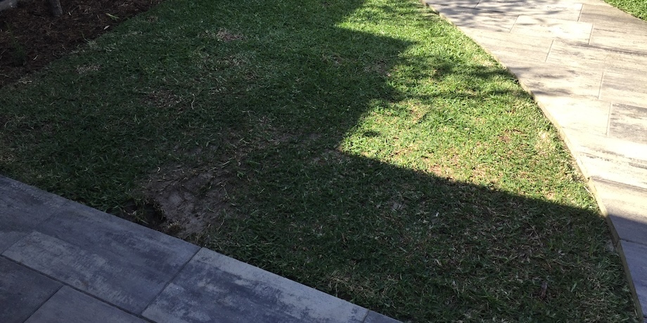 Lawn Disease Infecting Sir Walter Buffalo Lawn Lawn Disease Infecting Sir Walter Buffalo Lawn