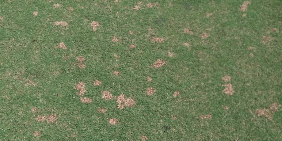 Dollar Spot Lawn Disease