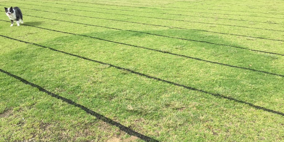 Fairy Rings Fairy Rings