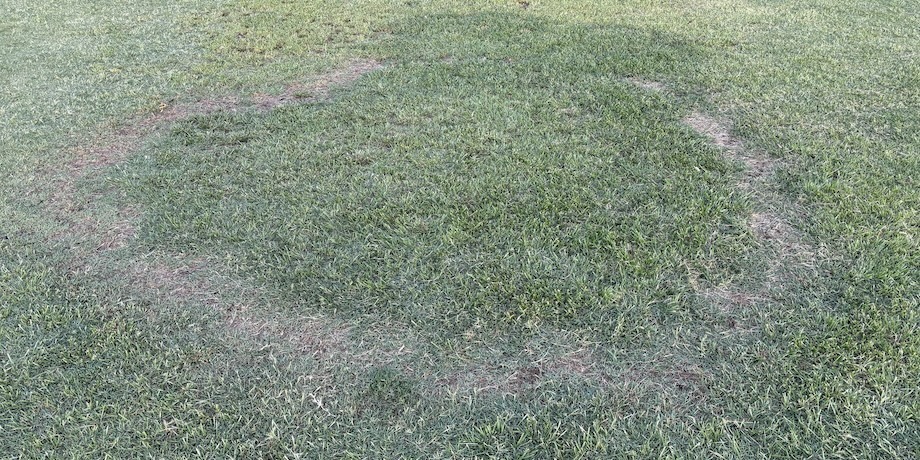 Fairy Rings Fairy Rings