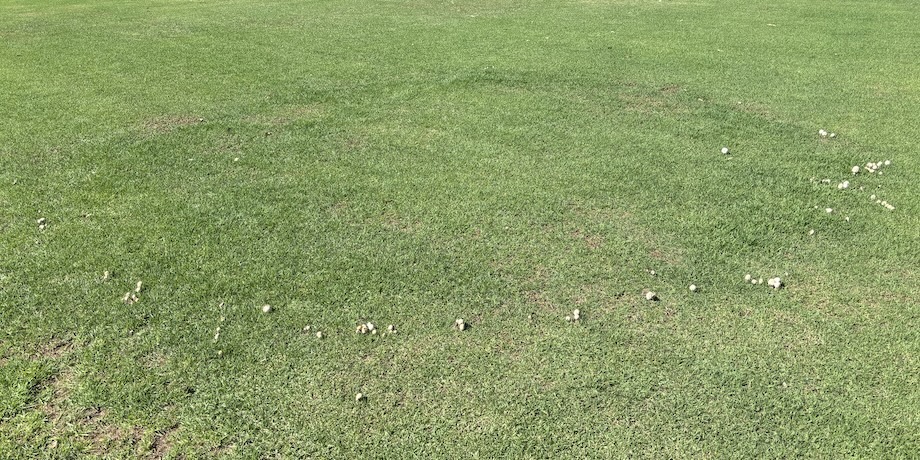 Fairy Rings