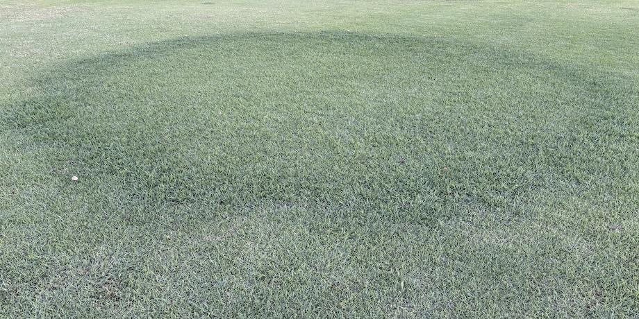 Fairy Rings Fairy Rings