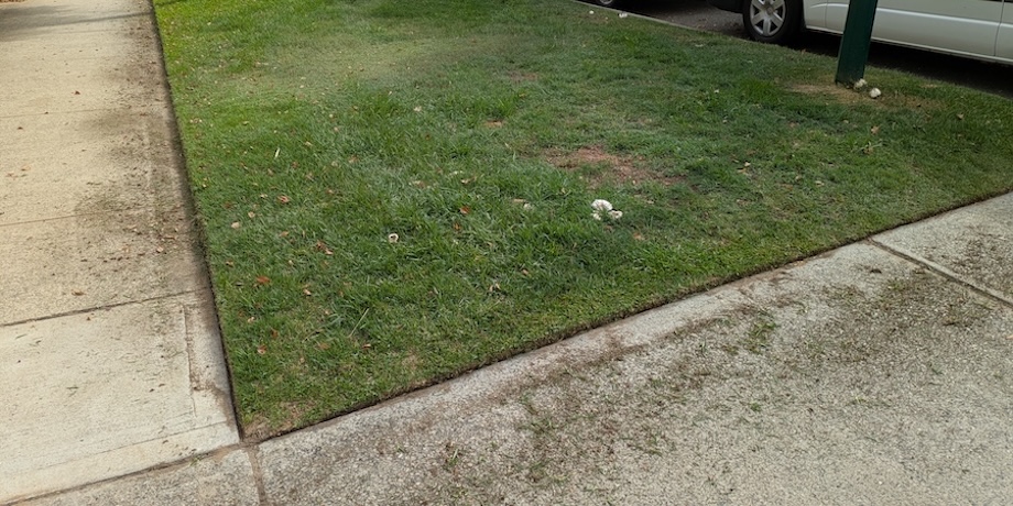 Cutting Lawn Edges Cutting Lawn Edges