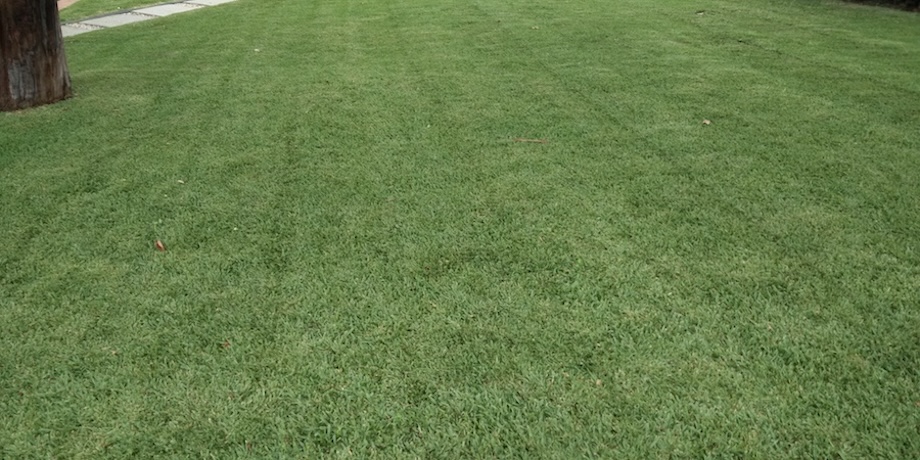 Mulch Mowing Lawns