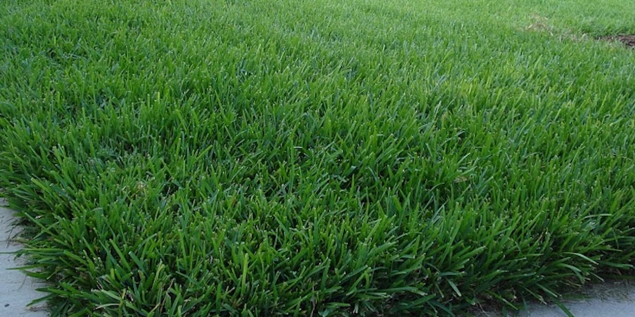 Mowing An Overgrown Lawn