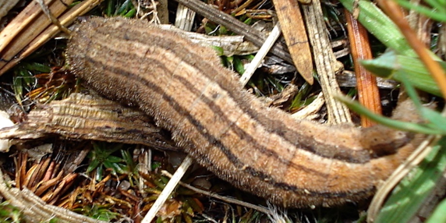 Army Worms