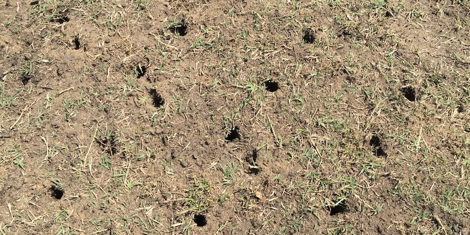 Lawn Coring