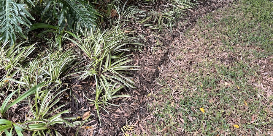 Diseased Plants Diseased Plants