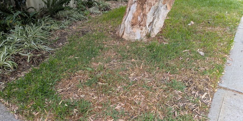 Horrible Diseased Lawn Horrible Diseased Lawn