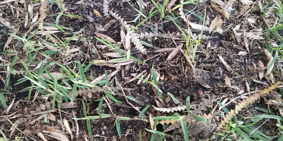 Improving Lawn Soils