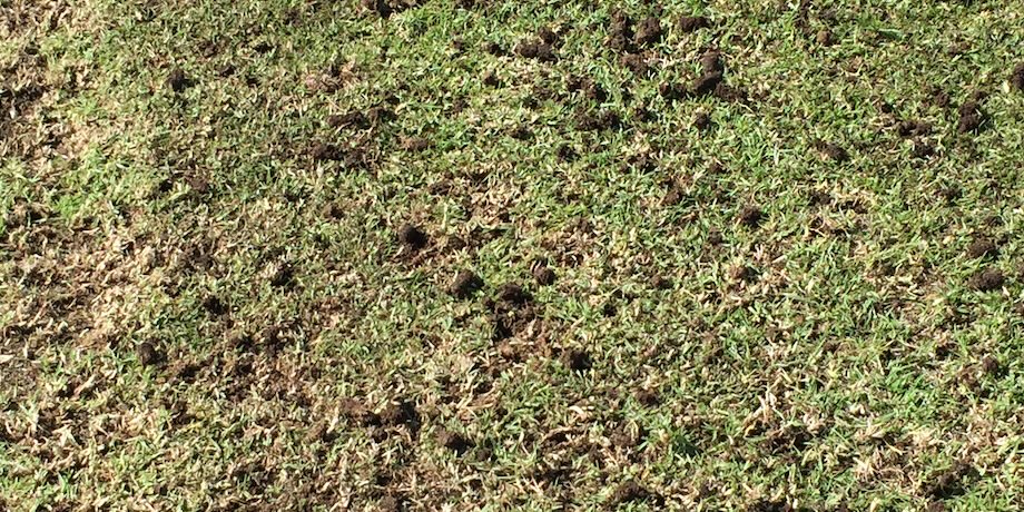 Lawn Coring Lawn Coring