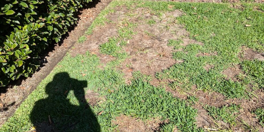Diseased Patches Sir Walter Lawn Diseased Patches Sir Walter Lawn