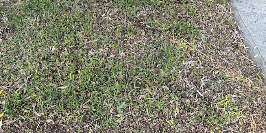 Diseased Lawn Diseased Lawn