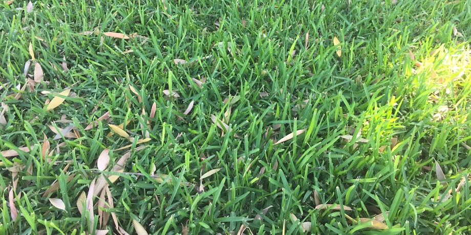 Nice Green Healthy Lawn Nice Green Healthy Lawn