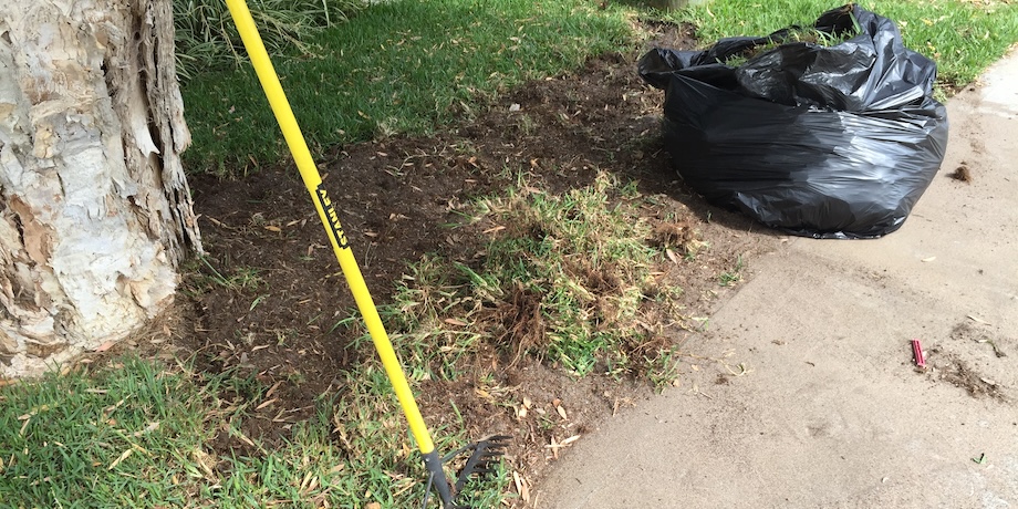 Repairing Buffalo Lawn Repairing Buffalo Lawn