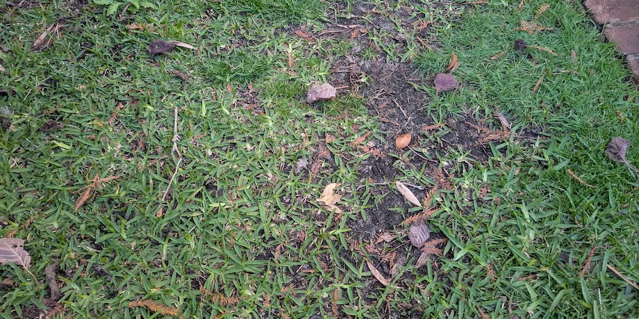 Bare Patches In Lawn In Shade Bare Patches In Lawn In Shade
