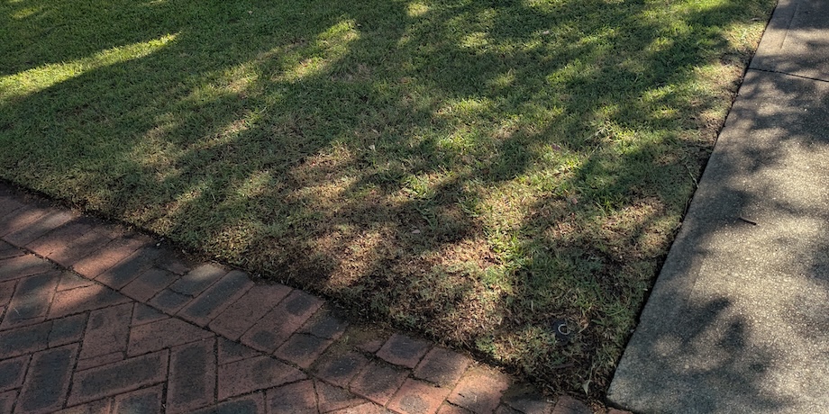 Bare Patches In Lawn In Shade Bare Patches In Lawn In Shade