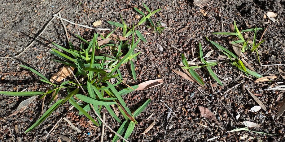 New Lawn In Spring New Lawn In Spring
