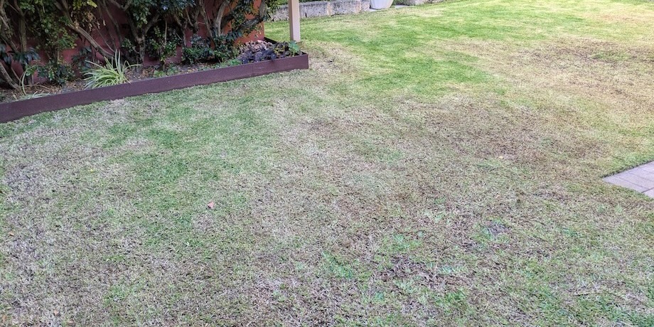 Cutting Back Lawn Thatch Cutting Back Lawn Thatch