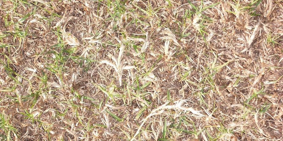 Vertimowed Lawn