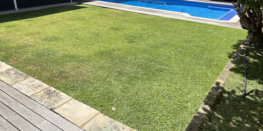 Buffalo Grass