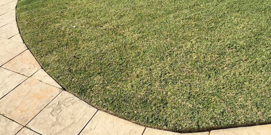 Diseased Sir Walter Buffalo Grass