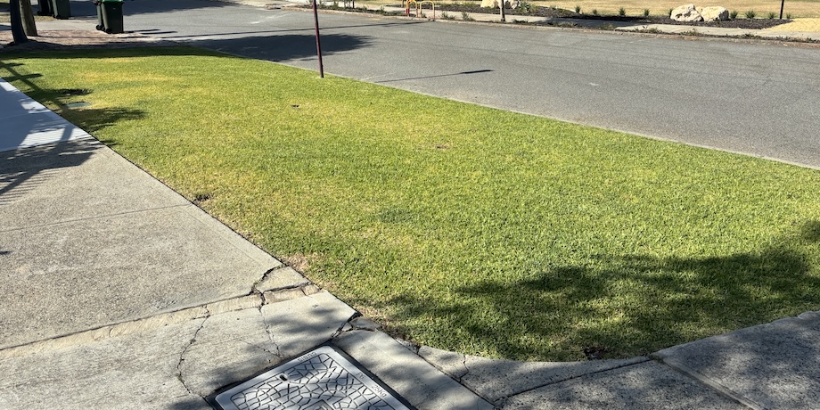 Diseased Buffalo Grass