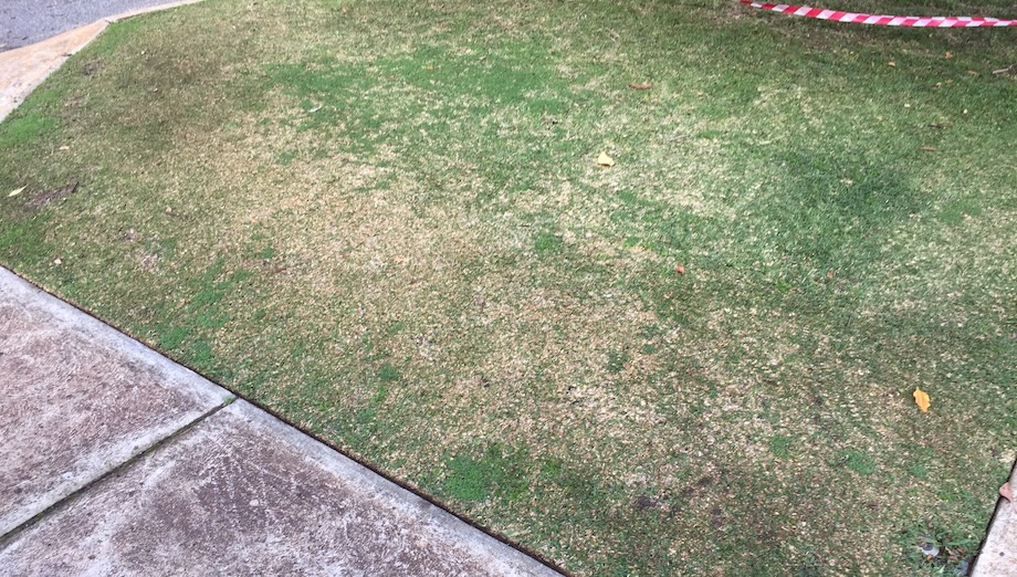 Diseased Buffalo Lawn Diseased Buffalo Lawn