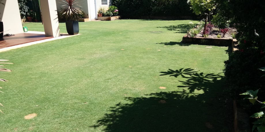 Couch Grass Lawns Couch Grass Lawns