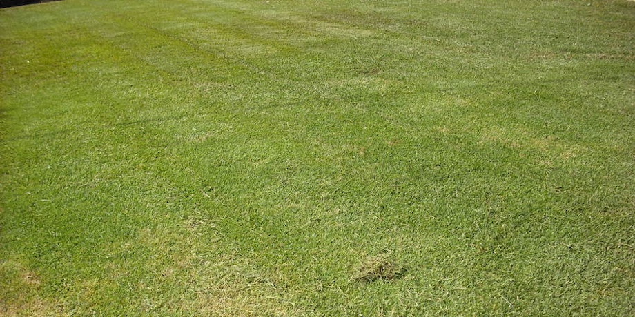 Couch Grass Couch Grass