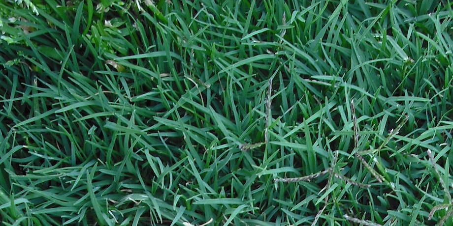 Green Healthy Lawn Green Healthy Lawn