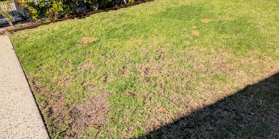 Kikuyu Grass Lawn