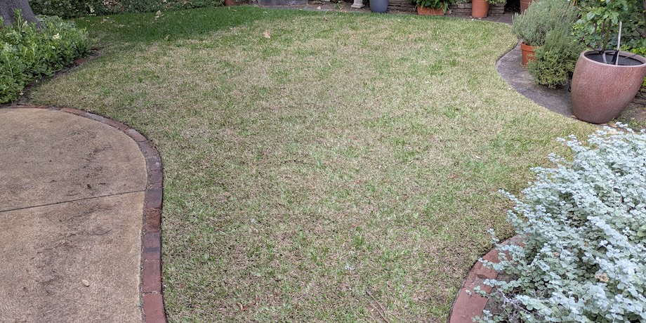 Diseased Sir Walter Buffalo Grass