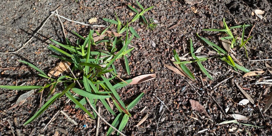 Start A New Lawn For Free Start A New Lawn For Free