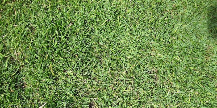 Saltene Lawn Saltene Lawn