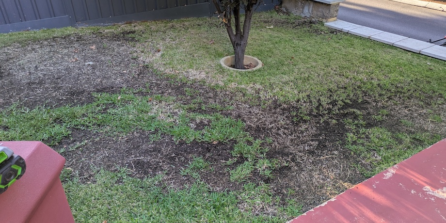 Diseased Sir Walter Buffalo Grass