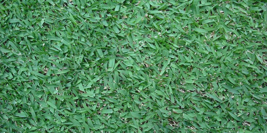 Zoysia Grass Lawn