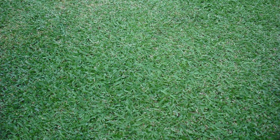 Zoysia Grass Lawn